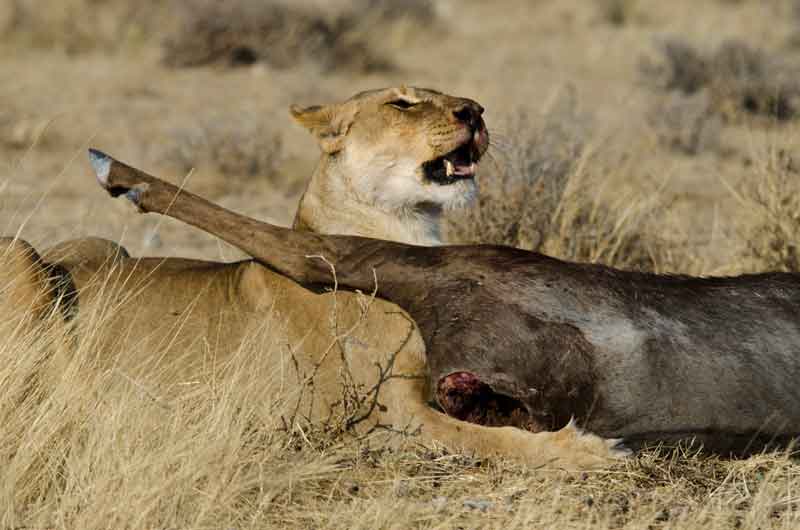 46 - Namibia - leones comiendo - parque nacional de Etosha